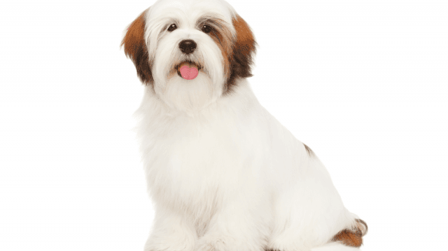 Living Peacefully With Shih Tzu Allergies