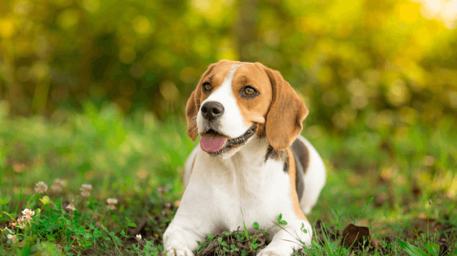 Smart Nutrition for Growing Beagles