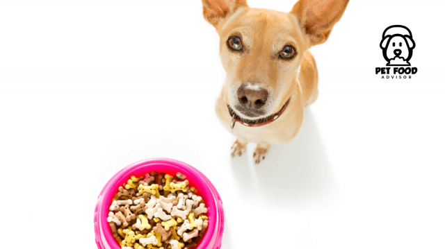 A Closer Look at Premium Puppy Nutrition: What Makes a Good Start?