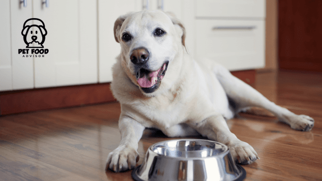 Albright’s Raw Dog Food Review: Is a Raw Diet Right for Your Dog?