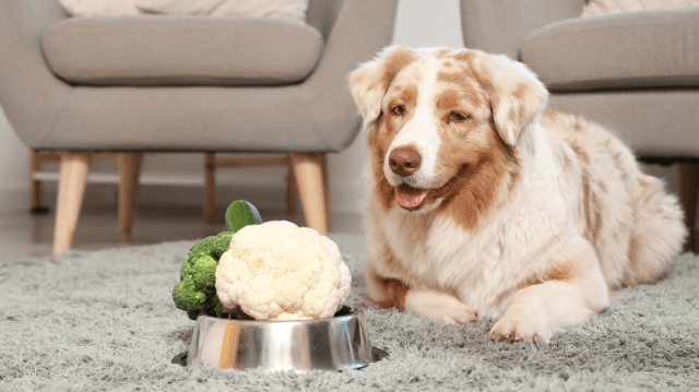 Keeping Your Dog’s Heart Safe Naturally